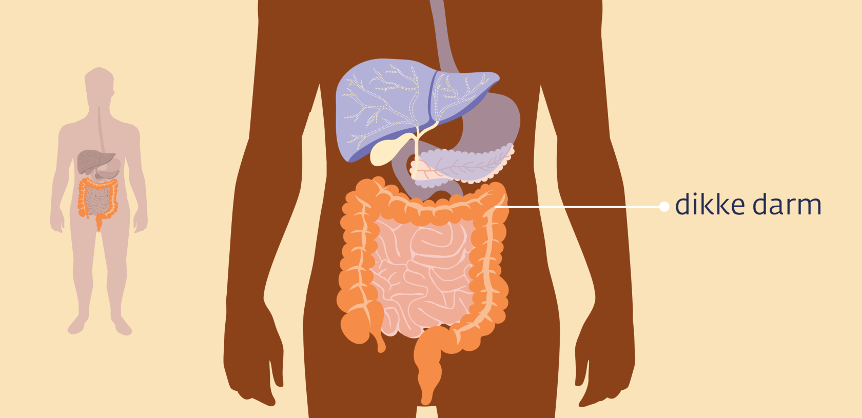 Informatie over de dikke darm | Kanker.nl